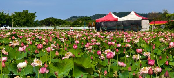 金山清水濕地 5/31 #牡丹蓮 #香水蓮2799983