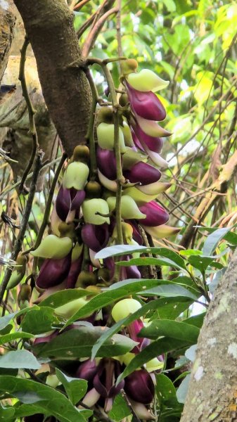台中大坑頭嵙山（大冠鷲／木蜂／五色鳥／血藤花／鳳凰花）2756696