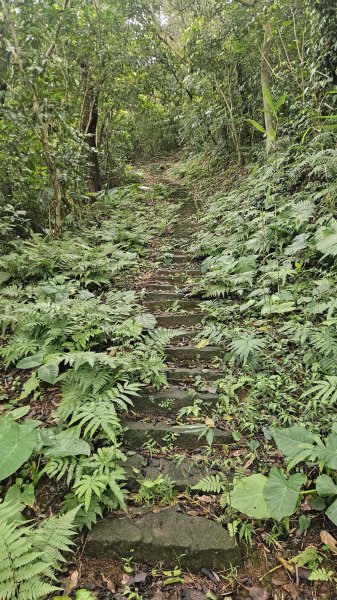 20260123中泰古道-中泰山-延河步道2988194