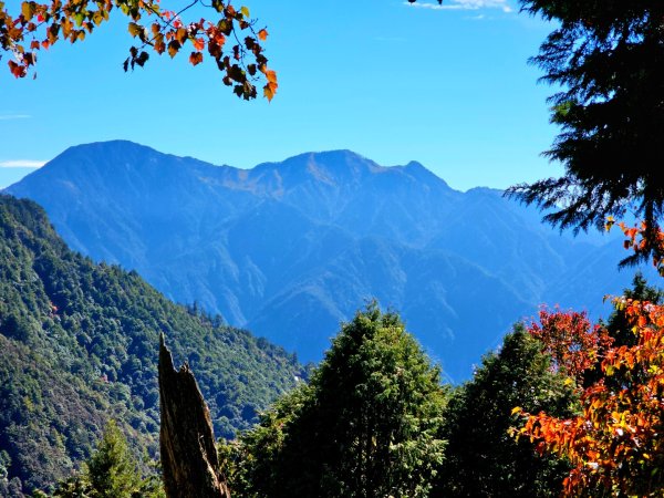 大雪山森林遊樂區賞楓2966051