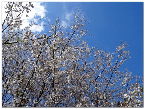 大雪山/霧社山櫻花開1643071