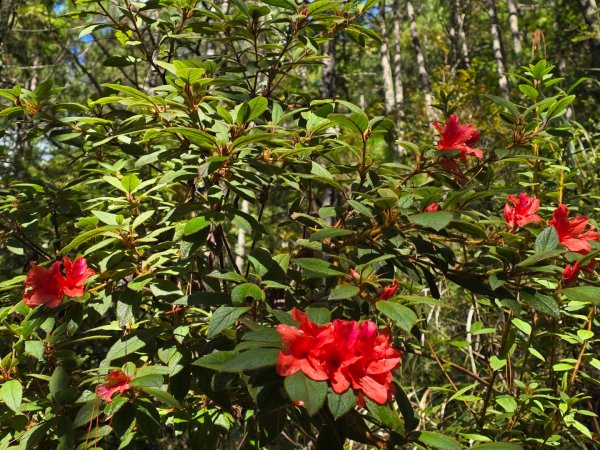 志佳陽大山／至高點／雪山大草原／瓢單山屋／四季蘭溪吊橋2927666