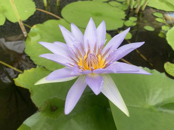 20250913苗栗三湖山2890827