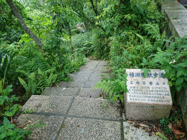貓空樟樹步道 2017.05.21139496