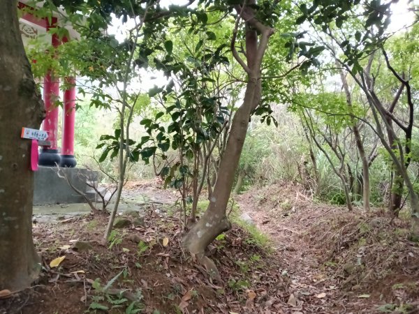 瑞芳區金瓜石砲台山+無耳茶壺山(黃金三稜)+煙囪(山)稜(黃金二稜)+水管路O型2926194