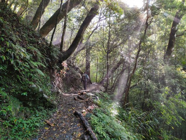 司馬庫斯神木群（西丘斯山、雪白山、東泰野寒山）2203609