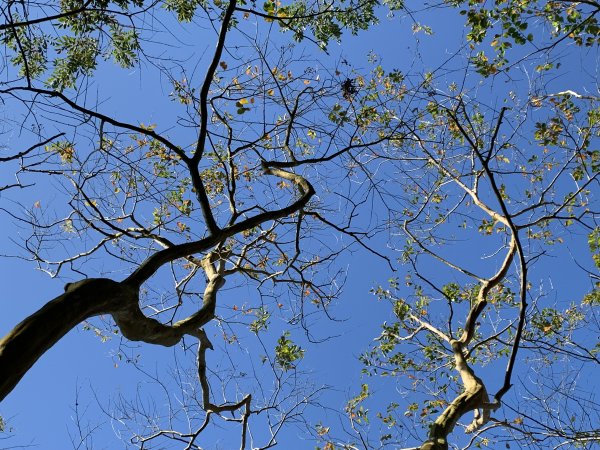 20250130屏東北湖呂山-古華山2705900