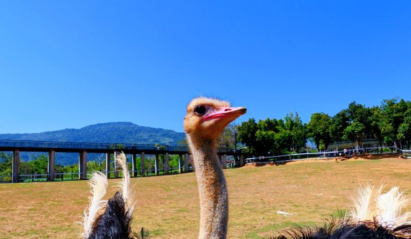 台東原生應用植物園3015265