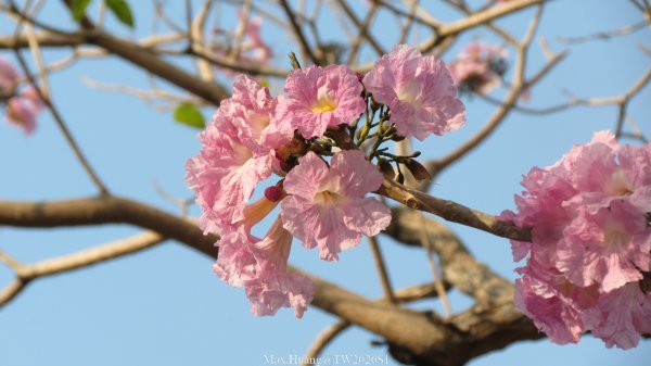 《台中》粉紅浪漫｜潮洋環保公園河岸步道202602-033022475