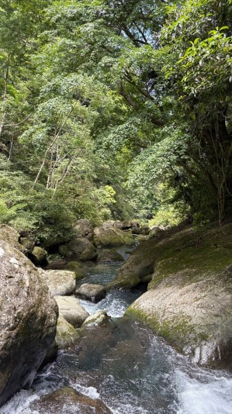 戲水（鴛鴦2786690