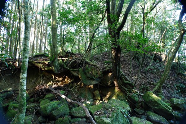 苗栗 南庄 紅毛山、無名山、大坪山2943105