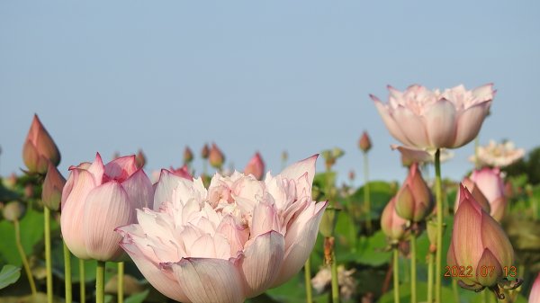 蝶戀花 ?! 花蝶戀 ?!封面