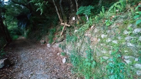 八仙山松鶴線689826