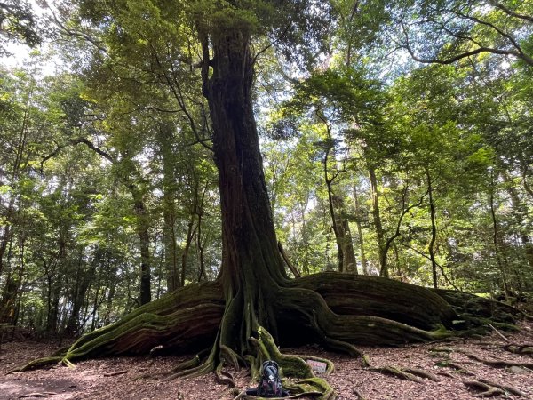 雪見大板根2877620