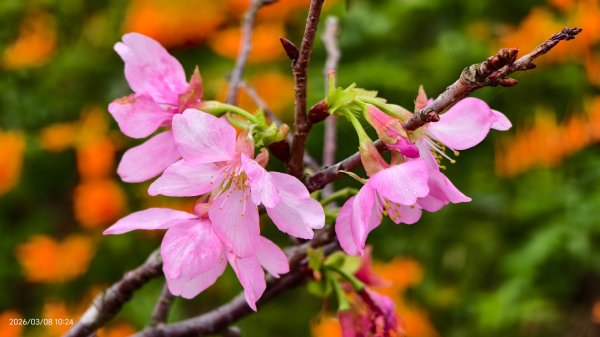 #中山樓 #陽明公園 #十八份 #吉野櫻 #墨染櫻（花葉同開） #山海觀馬場 #黃花風鈴木3011414