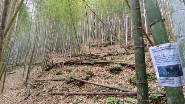 溪頭鳳凰山（米堤飯店香蕉園登山口）2070639