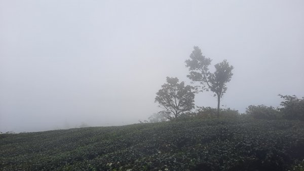 《雲林》全程陡陡｜華山10-5號步道上雲嘉大尖山202203061631193