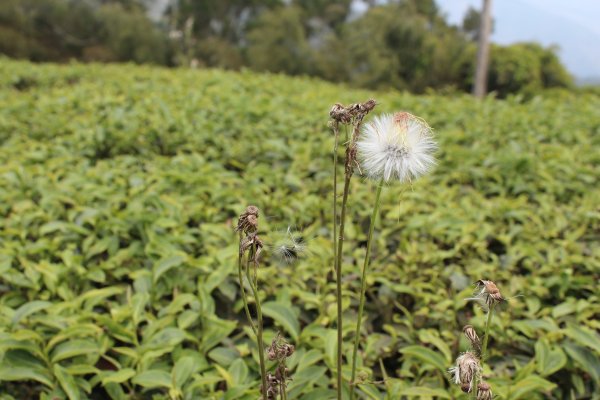 20210417雲林後棟仔山大尖二尖山1358892