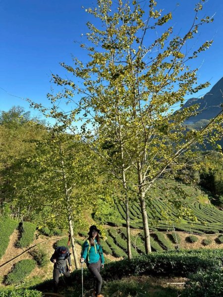 20251117樟空崙步道挑竹古道3號 六連峰O繞2939638