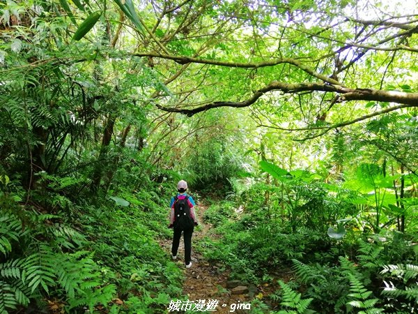 【桃園。大溪】療癒的綠色山徑。 小百岳集起來。編號23小百岳-溪洲山1448889