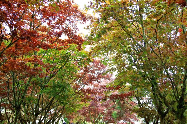 太平山/翠峰湖465046