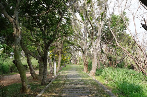 臺中 龍井 竹坑山2767054