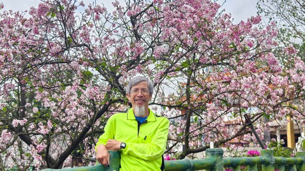 #天元宮 #吉野櫻 #頂湖小鎮 #紫藤 3/283024010