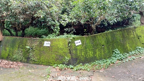 【南投草屯】蝴蝶紛飛可惜抵擋不了低海拔蚊子攻擊。 虎山步道x中興新村2856653