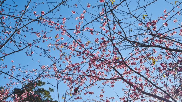 【台灣健行】春艷 • 寶山二集團2698540