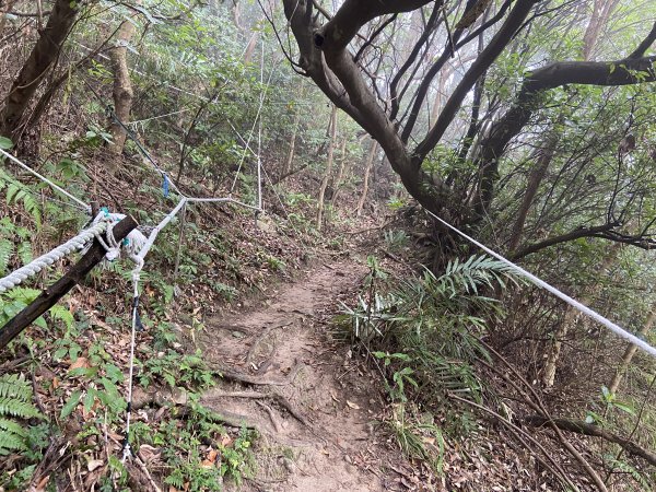 20231230新北八里觀音山O型縱走 - 鷹仔尖 -> 占山 -> 觀音山 -> 牛港稜山2406604