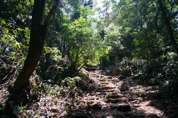 馬那邦山、細道邦山步道1390596