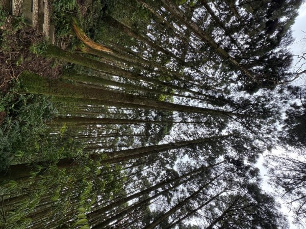 2025/04/04小百岳第022「東眼山」2753246