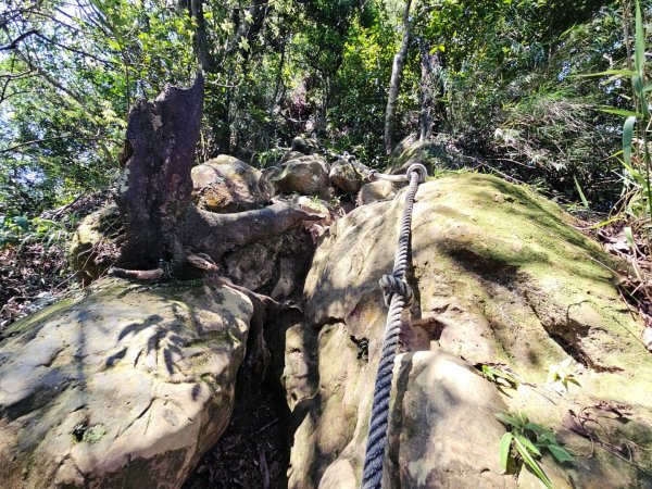 (天上山系)望月亭桐花-2025微笑山線大縱走尋寶集章任務2870344