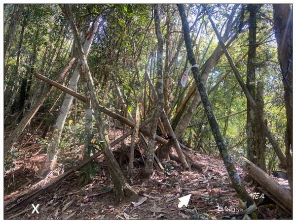 阿里眉山 (日月潭四姝的么妹)2753062