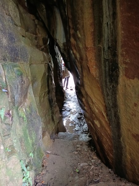 汐止區大尖山櫻花+秀峰瀑布O型3009361