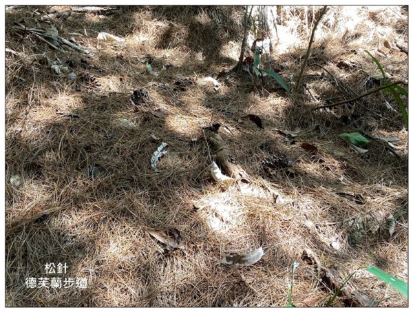 東卯山、東卯山西峰、東卯山西南峰 連走2932846