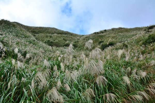 茶壺山O型賞芒1194007