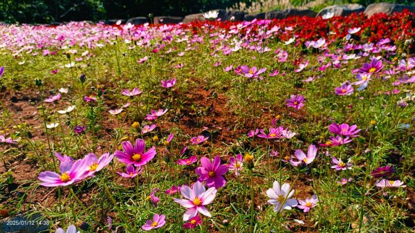 暖暖冬陽北投趴趴走，農禪寺/三層崎/貴子坑 #雪貂 #寵物貂2686751