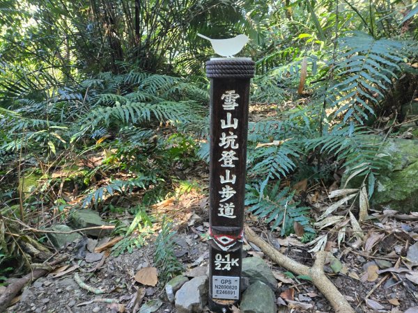 雪山坑登山步道~巨人之手2948716