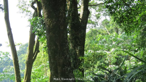 《苗栗》古道柳杉｜雲洞宮鳴鳳古道南長城步道登三湖山202505022777114