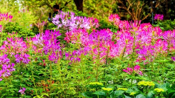 大安公園,台大校園3012102