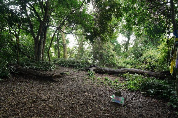 苗栗 大湖 金童山、玉女山、汶水山2806921