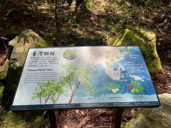 新竹 五峰 觀霧國家森林遊樂區 大鹿林道西線 榛山步道2811387