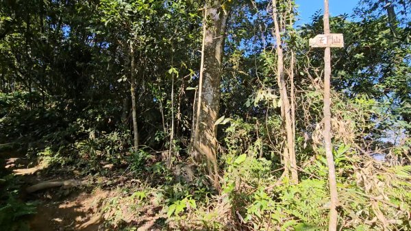 20251216太平山石門山小粗坑山O型+蕃薯藤TINA廚房2972591