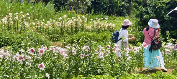 追花是簡單的快樂，賞花是恬淡的幸褔 #LO百合 #金針花 5/123053126