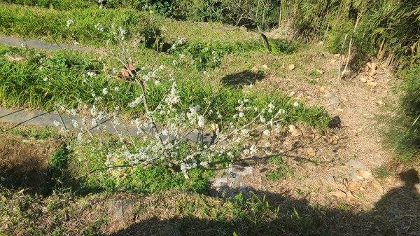 2025-0130溪和宮-大崎頭步道-鵝尾山-平溪步道-鵝尾山水田-42巷-溪山百年古圳-平菁步道2701862