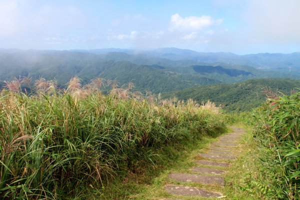 草嶺古道-桃源谷遍野芒花翻飛，飽覽絕美山海奇景！2335609