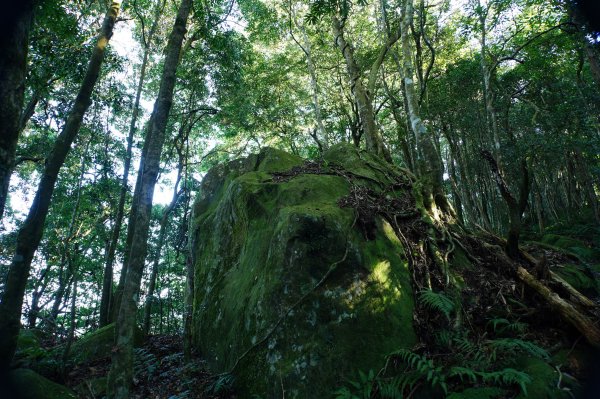 苗栗 南庄 紅毛山、無名山、大坪山2943098