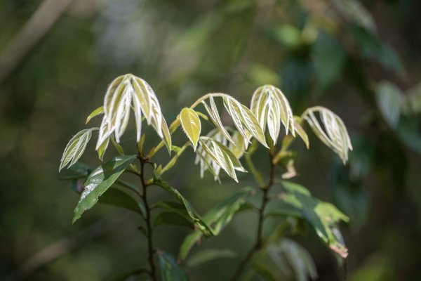 南澳/朝陽國家步道2751974