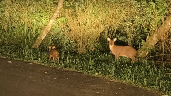 #山羌 #親子檔 #二格山 #日出 #雲海 #晨霧 4/11封面